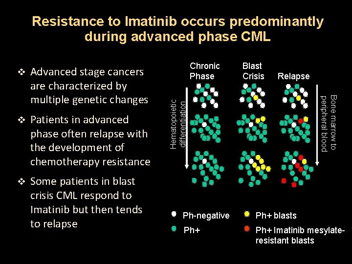 Resistance to Imatinib occurs predominantly during advanced phase CML v Patients in advanced phase