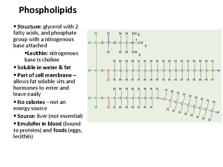 Phospholipids § Structure: glycerol with 2 fatty acids, and phosphate group with a nitrogenous