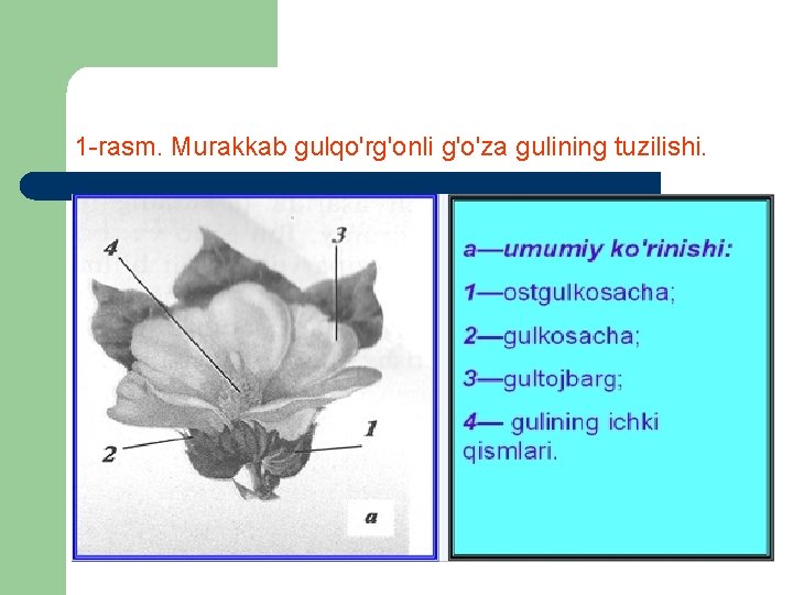 1 rasm. Murakkab gulqo'rg'onli g'o'za gulining tuzilishi. 