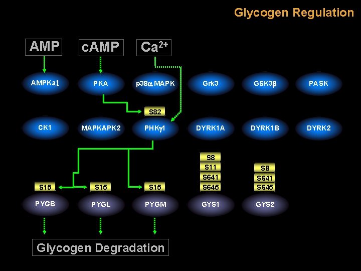 Glycogen Regulation AMP c. AMP Ca 2+ AMPKa 1 PKA p 38 a MAPK