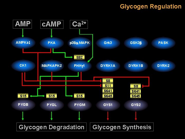 Glycogen Regulation AMP c. AMP Ca 2+ AMPKa 1 PKA p 38 a MAPK