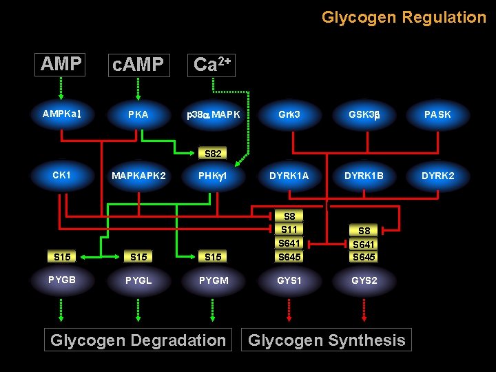 Glycogen Regulation AMP c. AMP Ca 2+ AMPKa 1 PKA p 38 a MAPK