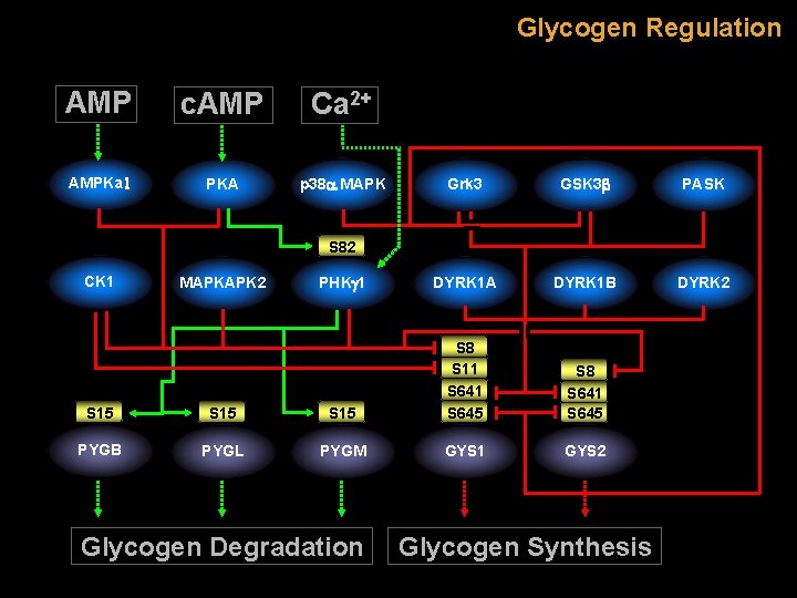 Glycogen Regulation AMP c. AMP Ca 2+ AMPKa 1 PKA p 38 a MAPK