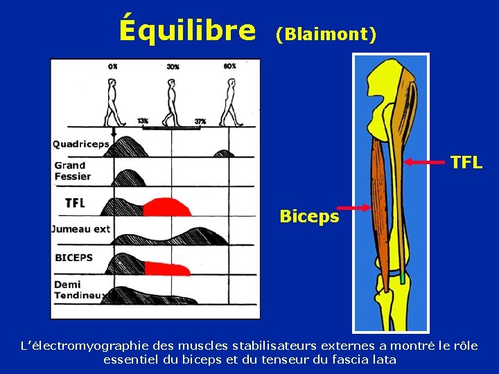 Équilibre (Blaimont) TFL Biceps L’électromyographie des muscles stabilisateurs externes a montré le rôle essentiel