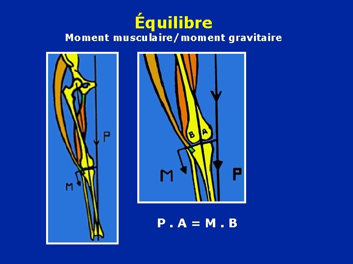 Équilibre Moment musculaire/moment gravitaire P. A=M. B 