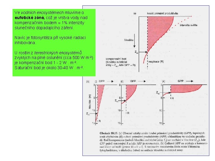 Ve vodních ekosystémech mluvíme o eufotické zóně, což je vrstva vody nad kompenzačním bodem