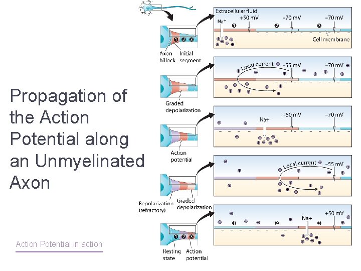 Propagation of the Action Potential along an Unmyelinated Axon Action Potential in action 