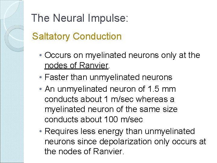 The Neural Impulse: Saltatory Conduction • Occurs on myelinated neurons only at the nodes