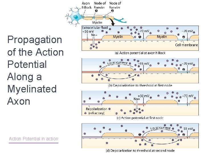 Propagation of the Action Potential Along a Myelinated Axon Action Potential in action 