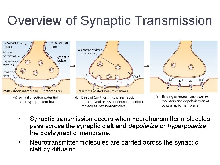 Overview of Synaptic Transmission • • Synaptic transmission occurs when neurotransmitter molecules pass across