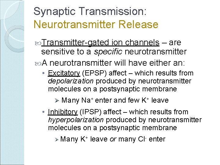 Synaptic Transmission: Neurotransmitter Release Transmitter-gated ion channels – are sensitive to a specific neurotransmitter