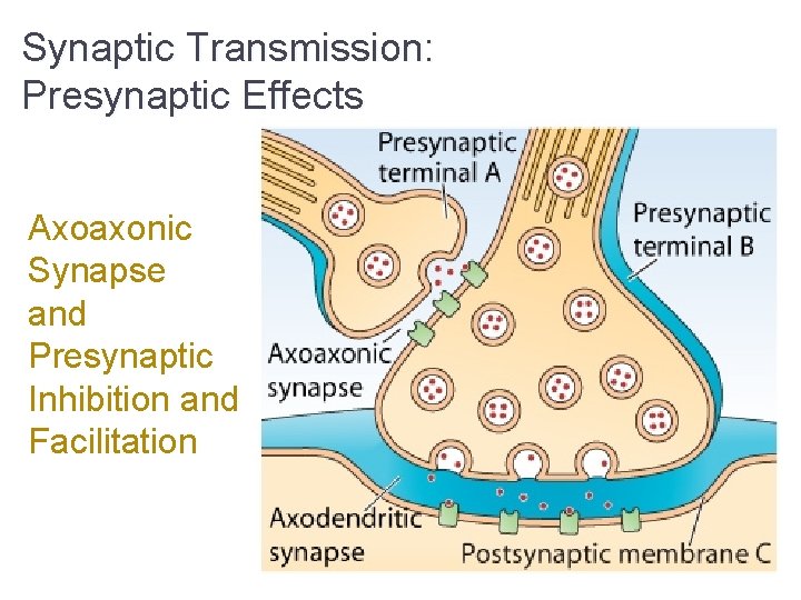 Synaptic Transmission: Presynaptic Effects Axoaxonic Synapse and Presynaptic Inhibition and Facilitation 