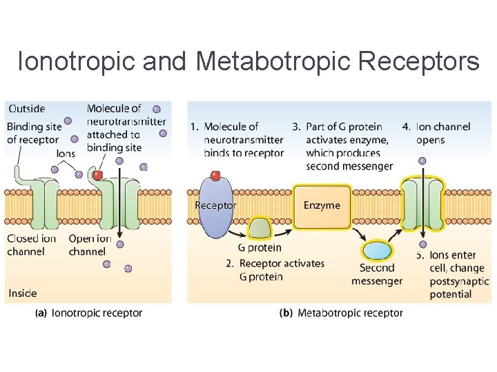 Ionotropic and Metabotropic Receptors 