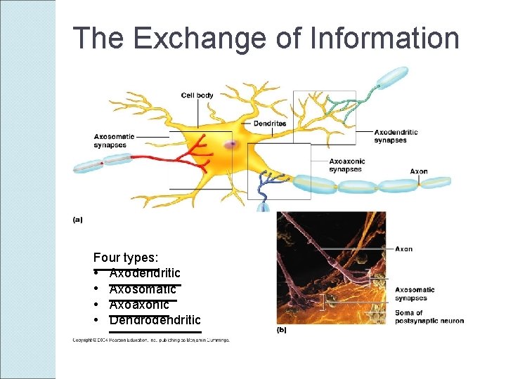 The Exchange of Information Four types: • Axodendritic • Axosomatic • Axoaxonic • Dendrodendritic