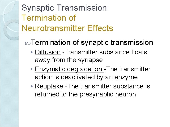 Synaptic Transmission: Termination of Neurotransmitter Effects Termination of synaptic transmission • Diffusion - transmitter