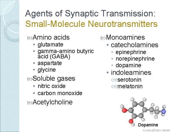 Agents of Synaptic Transmission: Small-Molecule Neurotransmitters Amino acids • glutamate • gamma-amino butyric acid