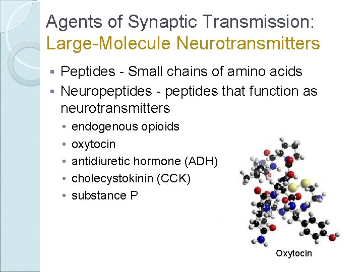 Agents of Synaptic Transmission: Large-Molecule Neurotransmitters Peptides - Small chains of amino acids §