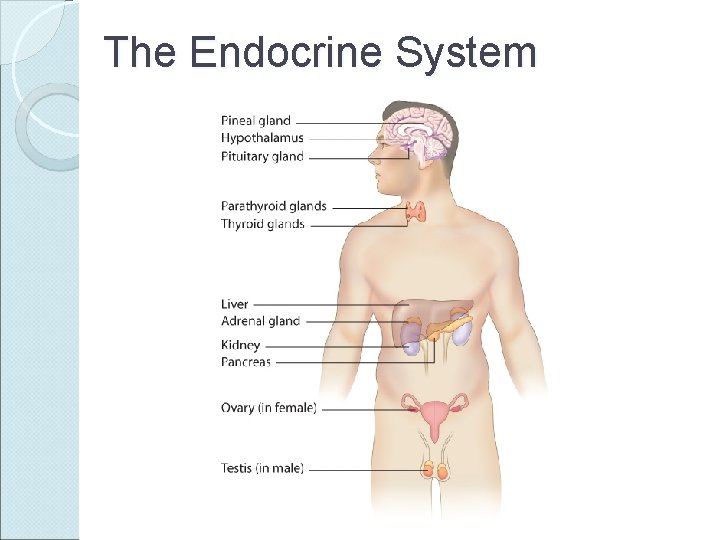 The Endocrine System 