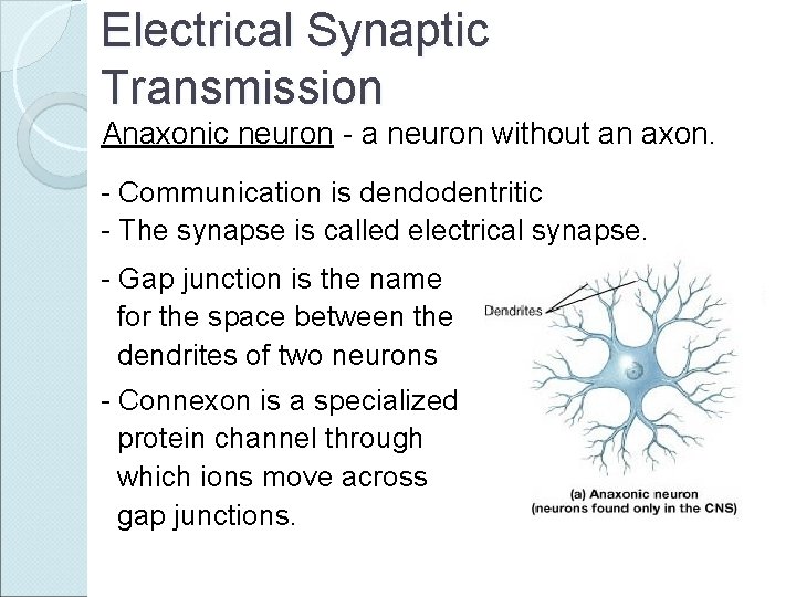 Electrical Synaptic Transmission Anaxonic neuron - a neuron without an axon. - Communication is