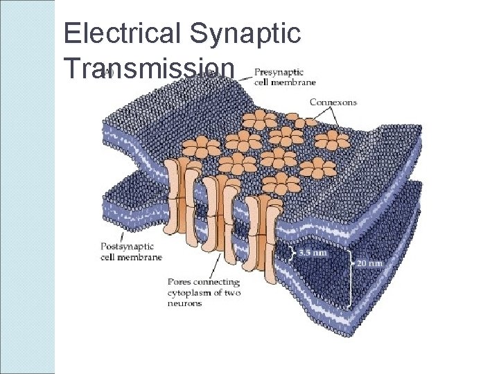 Electrical Synaptic Transmission 