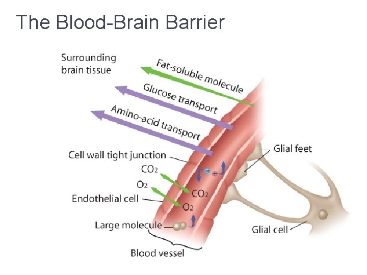 The Blood-Brain Barrier 