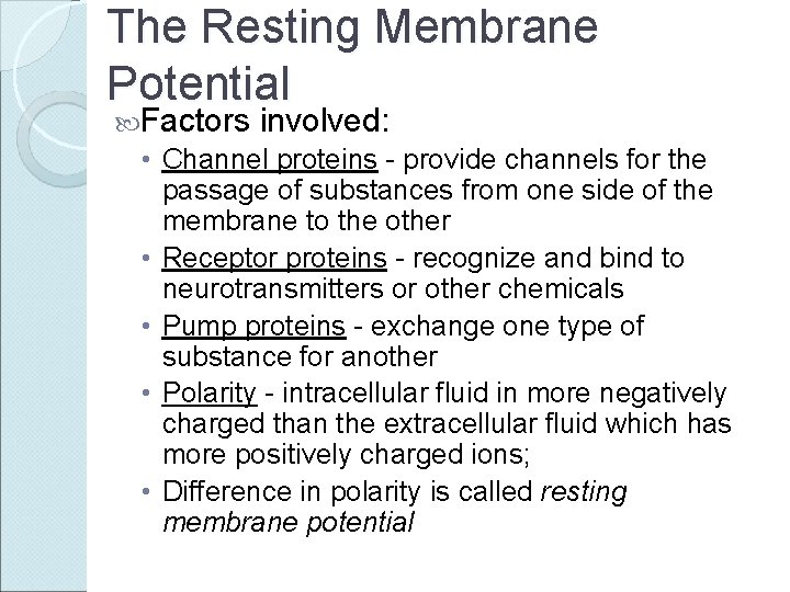The Resting Membrane Potential Factors involved: • Channel proteins - provide channels for the