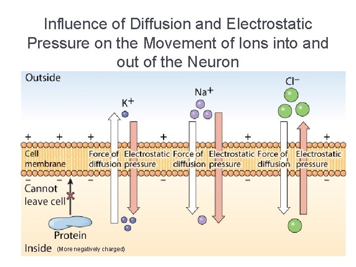 Influence of Diffusion and Electrostatic Pressure on the Movement of Ions into and out