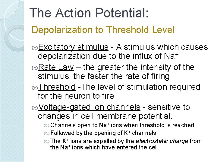 The Action Potential: Depolarization to Threshold Level Excitatory stimulus - A stimulus which causes