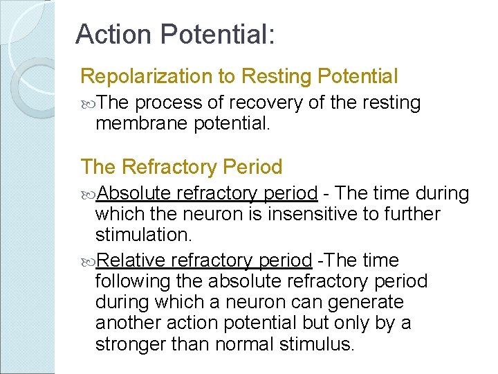 Action Potential: Repolarization to Resting Potential The process of recovery of the resting membrane