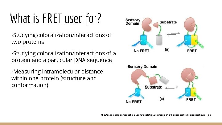 What is FRET used for? -Studying colocalization/interactions of two proteins -Studying colocalization/interactions of a