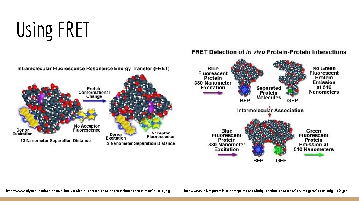 Using FRET http: //www. olympusmicro. com/primer/techniques/fluorescence/fret/images/fretintrofigure 1. jpg http: //www. olympusmicro. com/primer/techniques/fluorescence/fret/images/fretintrofigure 2. jpg