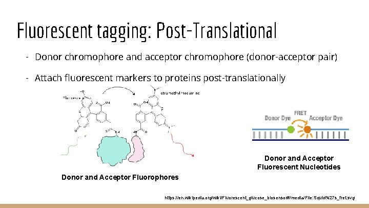 Fluorescent tagging: Post-Translational - Donor chromophore and acceptor chromophore (donor-acceptor pair) - Attach fluorescent