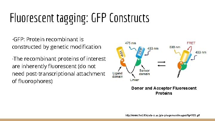 Fluorescent tagging: GFP Constructs -GFP: Protein recombinant is constructed by genetic modification -The recombinant