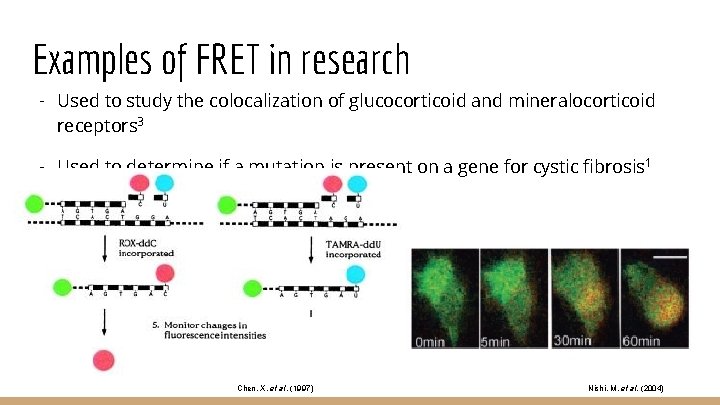 Examples of FRET in research - Used to study the colocalization of glucocorticoid and