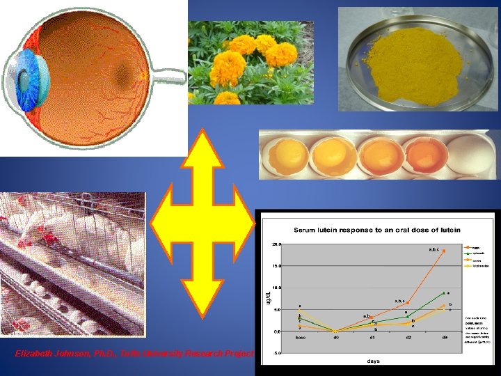 Elizabeth Johnson, Ph. D. , Tufts University Research Project. 