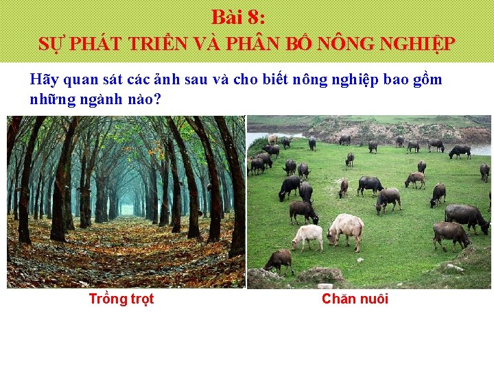 Bài 8: SỰ PHÁT TRIỂN VÀ PH N BỐ NÔNG NGHIỆP Hãy quan sát