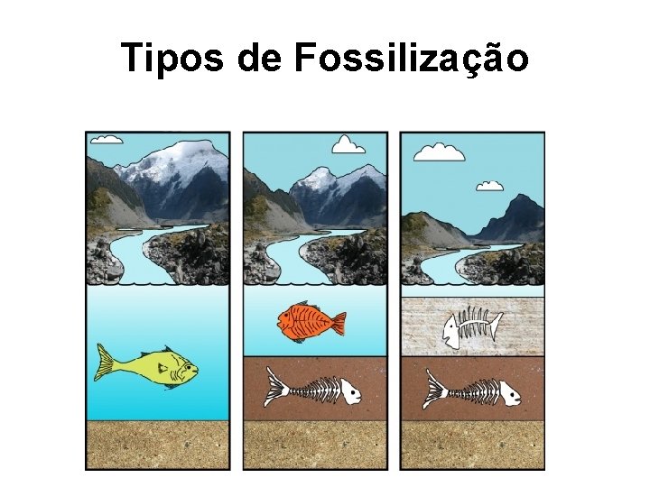 Tipos de Fossilização 