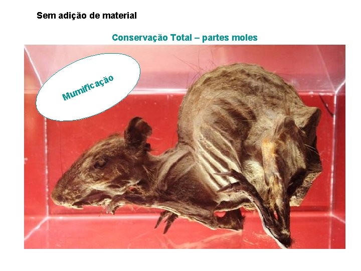 Sem adição de material Conservação Total – partes moles m Mu i ão ç