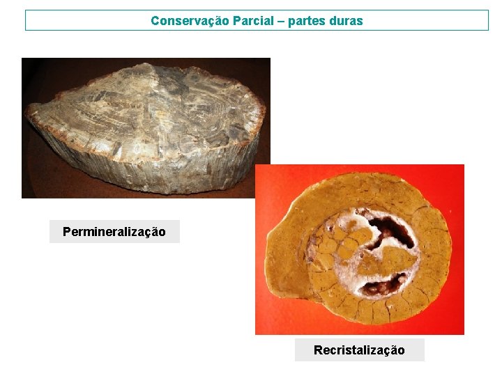 Conservação Parcial – partes duras Permineralização Recristalização 