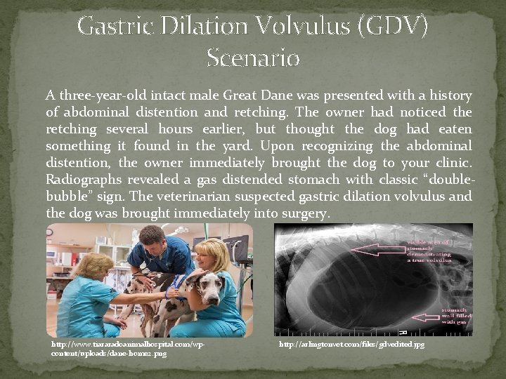 Gastric Dilation Volvulus (GDV) Scenario A three-year-old intact male Great Dane was presented with Gastric Dilation Volvulus (GDV) Scenario A three-year-old intact male Great Dane was presented with