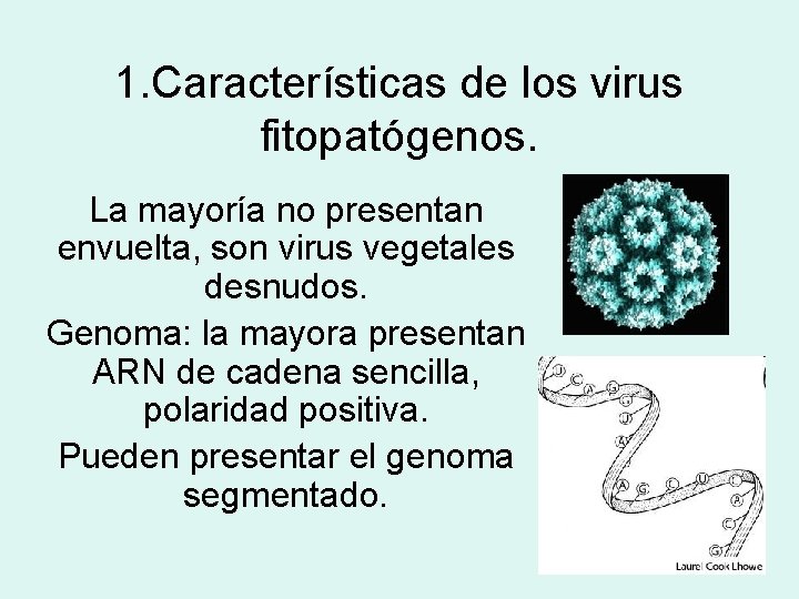 1. Características de los virus fitopatógenos. La mayoría no presentan envuelta, son virus vegetales