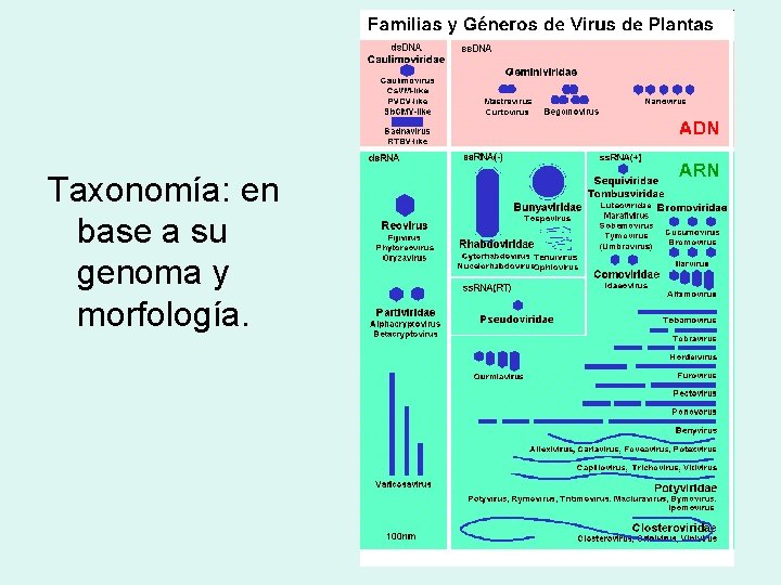 Taxonomía: en base a su genoma y morfología. 