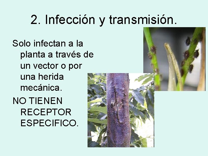 2. Infección y transmisión. Solo infectan a la planta a través de un vector