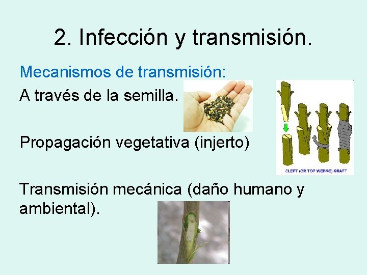 2. Infección y transmisión. Mecanismos de transmisión: A través de la semilla. Propagación vegetativa