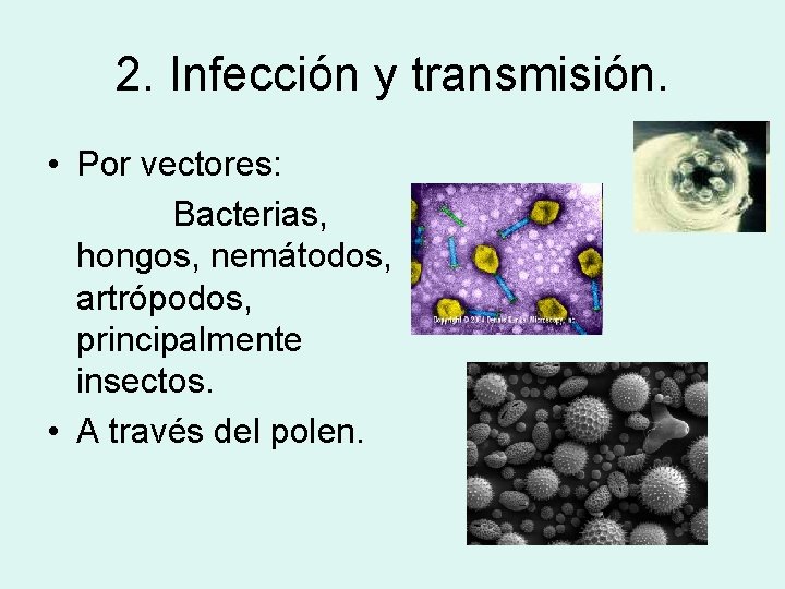 2. Infección y transmisión. • Por vectores: Bacterias, hongos, nemátodos, artrópodos, principalmente insectos. •