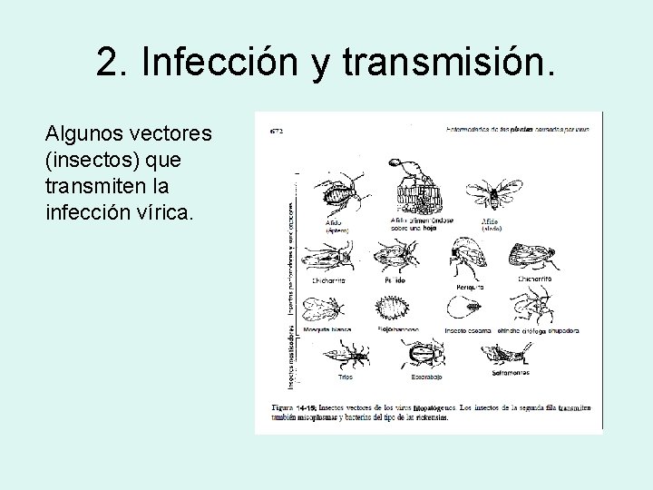 2. Infección y transmisión. Algunos vectores (insectos) que transmiten la infección vírica. 