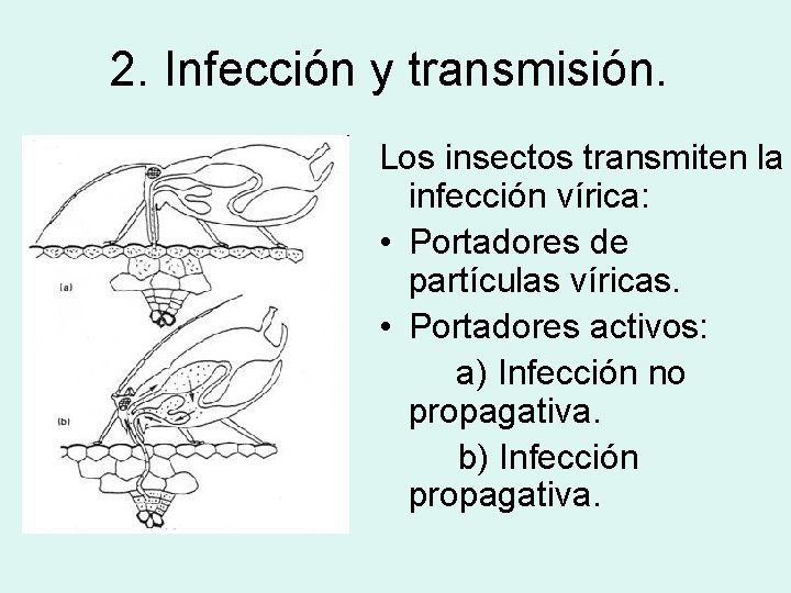 2. Infección y transmisión. Los insectos transmiten la infección vírica: • Portadores de partículas