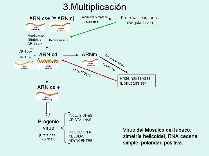 3. Multiplicación Traducción temprana ARN cs+ [= ARNm] Proteínas tempranas (Reguladoras) Citoplasma Replicación (Síntesis