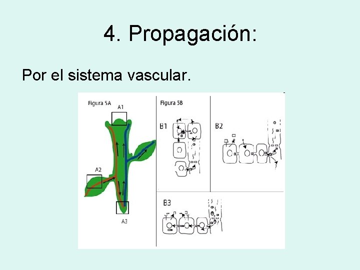 4. Propagación: Por el sistema vascular. 