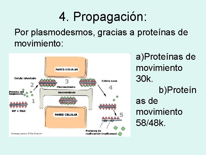 4. Propagación: Por plasmodesmos, gracias a proteínas de movimiento: a)Proteínas de movimiento 30 k.